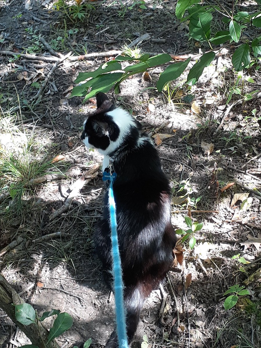 Oreo here...Meow busy doing my patrols. Today we are keeping our fellow Hedgewatcher, Duffy, who crossed the rainbow🌈bridge in our thoughts. Kitty hugs...🖤🤍🖤 #hedgewatchforduffy  #Hedgewatch