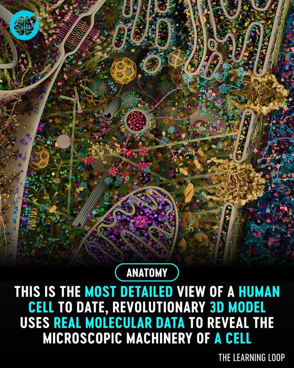 The World R🅰️nking tweet media