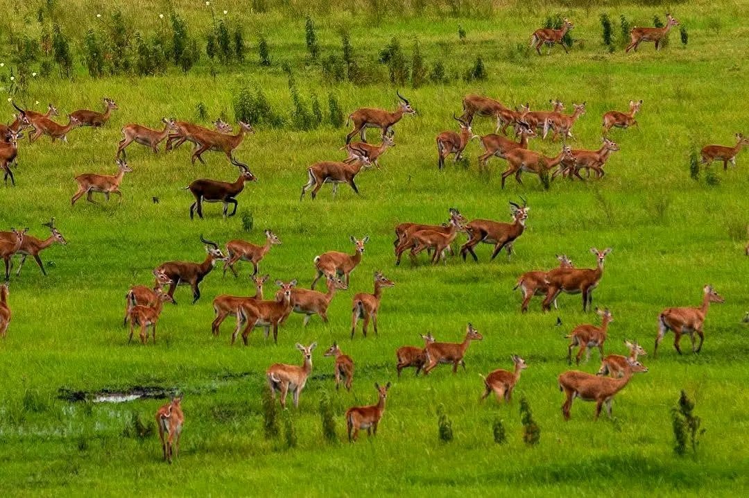 Daniel Garang Deng 🇸🇸 (@danielgarang9) on Twitter photo Boma National Park in South Sudan is one of Africa’s largest protected areas and hosts the world’s second-largest animal migration.
Each year, over 1 million white-eared kob and other antelope species move across 1,600 km between South Sudan and Ethiopia.
Source: <a href="/AfricanParks/">African Parks</a> Boma National Park in South Sudan is one of Africa’s largest protected areas and hosts the world’s second-largest animal migration.
Each year, over 1 million white-eared kob and other antelope species move across 1,600 km between South Sudan and Ethiopia.
Source: <a href="/AfricanParks/">African Parks</a>