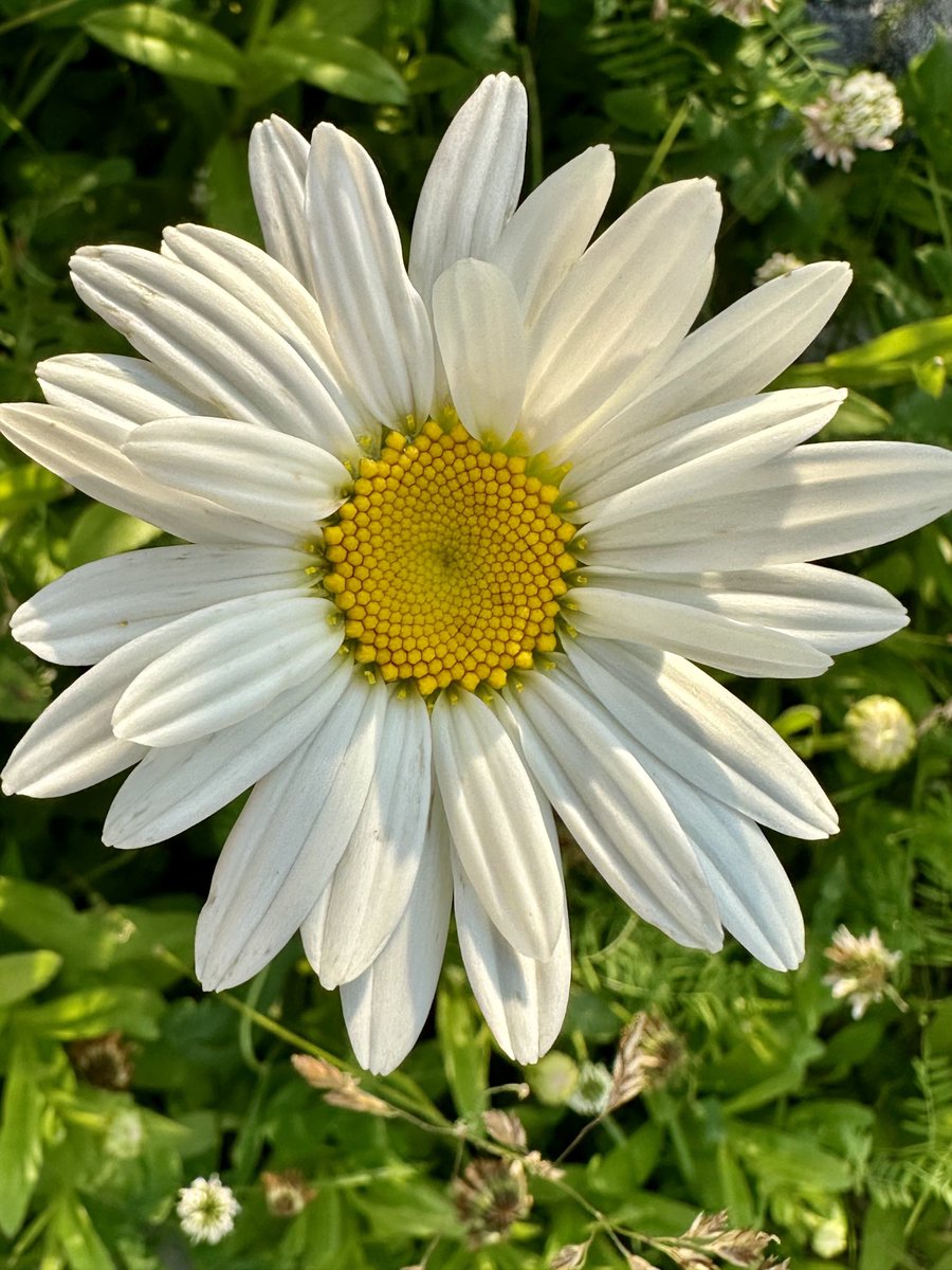 btleparadis's tweet image. De tout coeur avec toi ma belle Marguerite 🙏🏻🤍🤍🤍