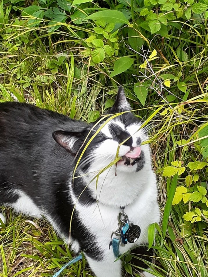 Oreo here...As part of my patrols I think it's very important to taste the grass. I am pleased to say that this grass is extra yummy!!! 😋❤❤
#Hedgewatch #hedgewatchforduffy