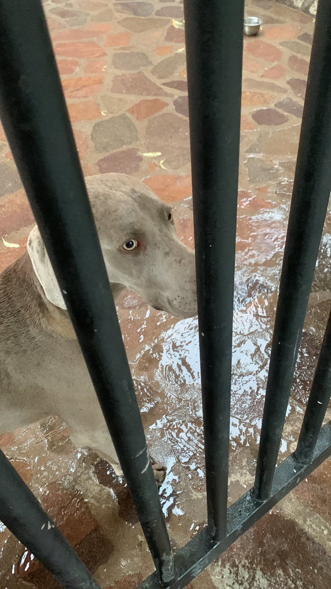 dsoeirosanches's tweet image. gm world…

…got caught in a sudden thunderstorm whilst running this morning…

…found shelter and we kept each other company for 10 minutes…

…until the owner came out, took the dog inside and did not say a word to me…

NGMI…

😎