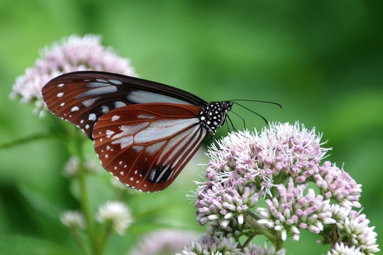 アサギマダラという蝶がいます。
夏の間，蔵王で過ごした個体が秋になると，沖縄や台湾，そして香港に向けて旅をします。
その生態はまだ明らかにされていません。
というわけで，調査に参加しています。
今年の活動は今日からスタートです。
宮城蔵王大黒天登山道での活動でした。