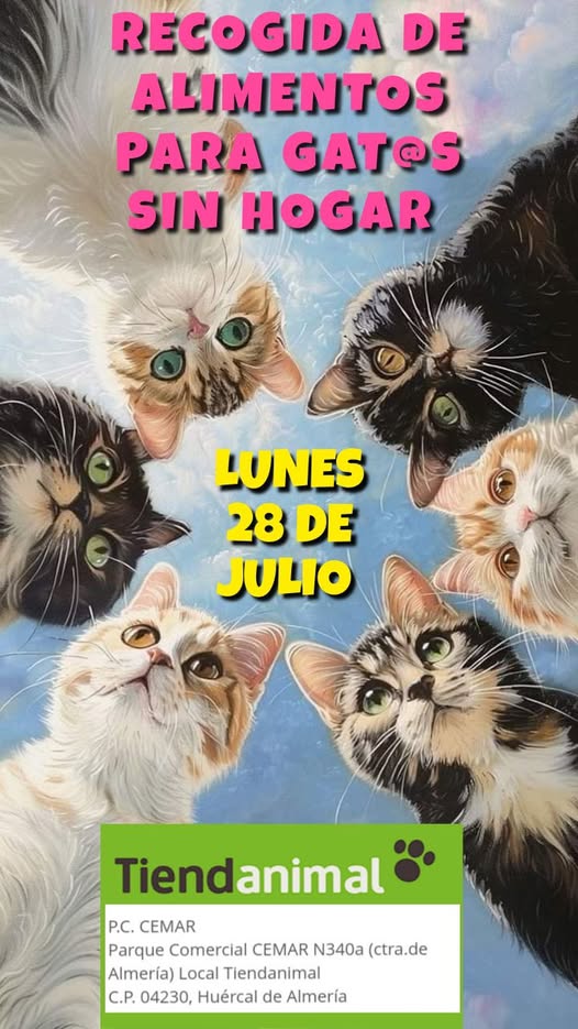 isagato62's tweet image. Huércal de Almería , lunes 28 de 10:00 a 21:30. No tenemos vacaciones porque sus barriguitas tampoco y les hace mucha falta. Hay muchos bebés y necesitan pienso. Sí quieres echarles una mano allí te esperamos o puedes mandar un bizum en concepto de recogida alimentos. 686105824