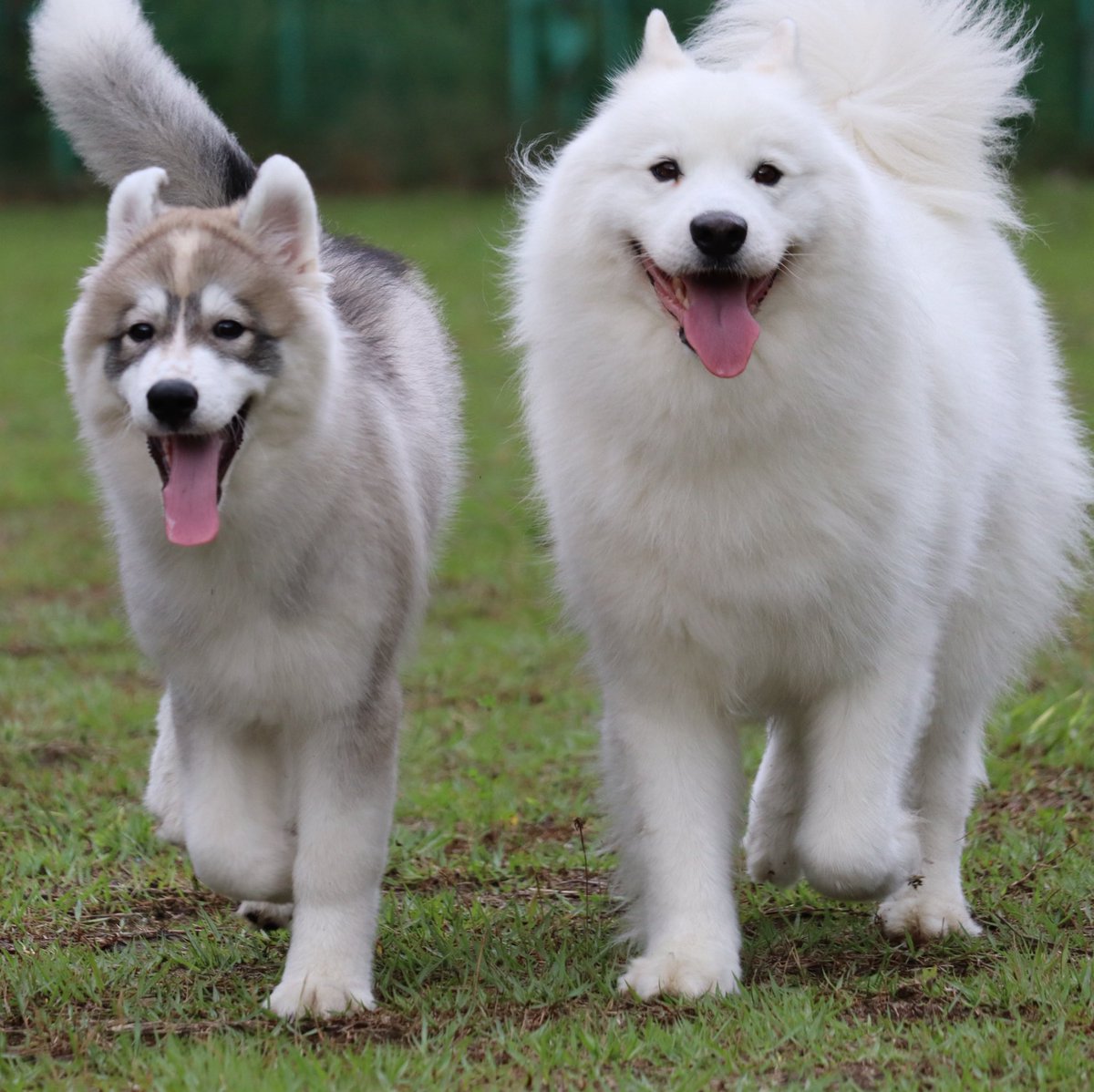 snowski1008's tweet image. なにその笑顔✨眩っ