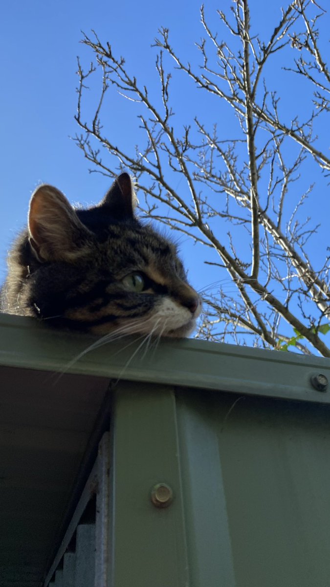 GetsPuppy's tweet image. Today there were some sunny moments and some not so sunny moments. Gotta grab the good times when you can #MondayMotivation #RosieTheCat 😻❤️