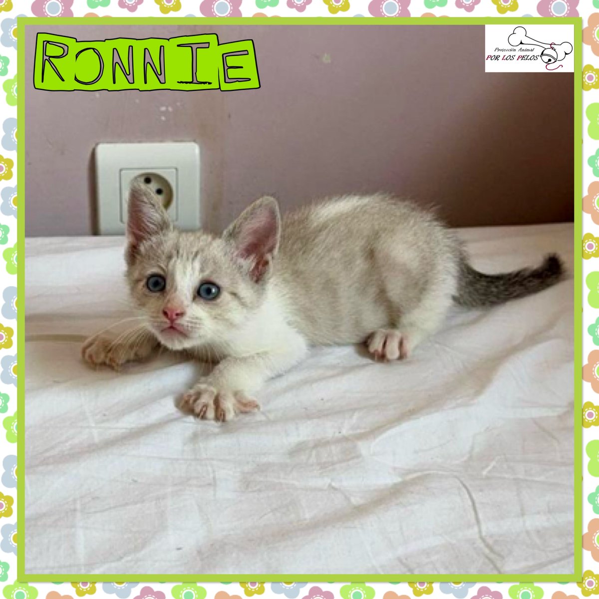 PerreraToledo's tweet image. 🐱RONNIE🐱Gatito de 2 meses abandonado al poco de nacer junto a su hermanita Cova. Han salido adelante gracias a una de nuestras voluntarias. Muy sociable y cariñoso, bien con gatetes y perretes. 👉protectoraporlospelos.org/ficha-2194
