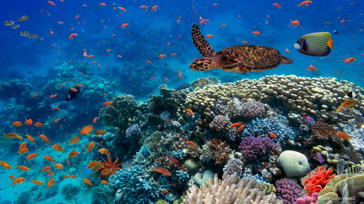 Civil Society Organisations' Group of the EESC (@csogroupeesc) on Twitter photo 🌊<a href="/EU_EESC/">European Economic and Social Committee</a> urges coherent transposition of BBNJ, strong biodiversity protection, fairness for coastal communities & full alignment with existing frameworks,❌undermining #RFMOs
<a href="/garat_javier/">Javier Garat</a>
The July #EESCplenary adopted an opinion on the #BBNJ Agreement: europa.eu/!MkJch4 🌊<a href="/EU_EESC/">European Economic and Social Committee</a> urges coherent transposition of BBNJ, strong biodiversity protection, fairness for coastal communities & full alignment with existing frameworks,❌undermining #RFMOs
<a href="/garat_javier/">Javier Garat</a>
The July #EESCplenary adopted an opinion on the #BBNJ Agreement: europa.eu/!MkJch4