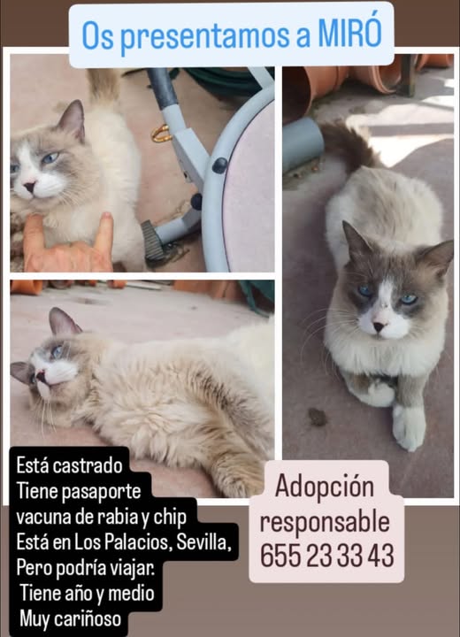 isagato62's tweet image. Ya está castrado, vacunado y chipado ✅
Se encuentra en LOS PALACIOS Y VILLAFRANCA (SEVILLA) pero PODRÍA VIAJAR ✈️
📞: 655233343