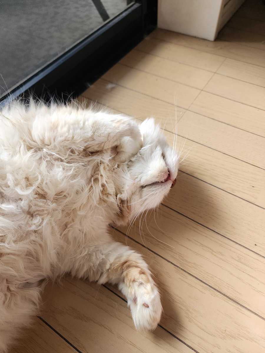 DJ_TAIYO's tweet image. 暑くて溶ける猫