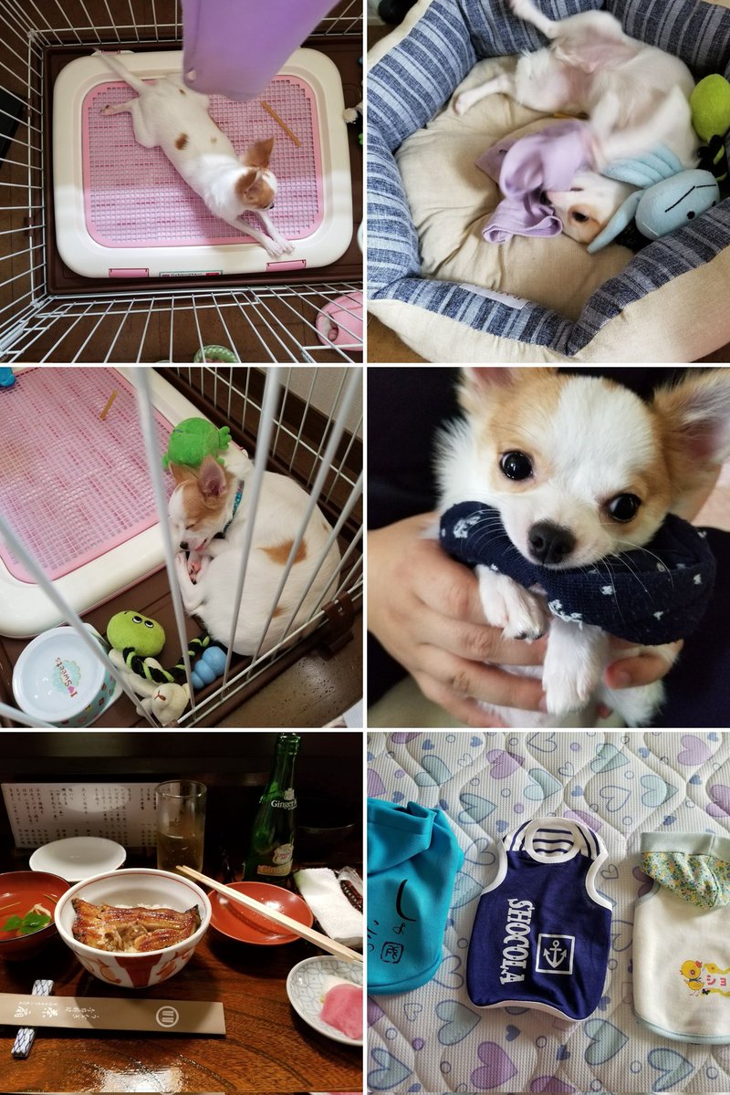 こんばんは😃🌃ショコラの小さいときの写真見つけました＼(^-^)／可愛い❤＼(^-^)／どういう訳かうなぎ食べてますね（笑）土用の丑の日だったかしらね（笑）明日も散歩に行ってきます👋😃暑さに負けずファイト🚩😃🚩