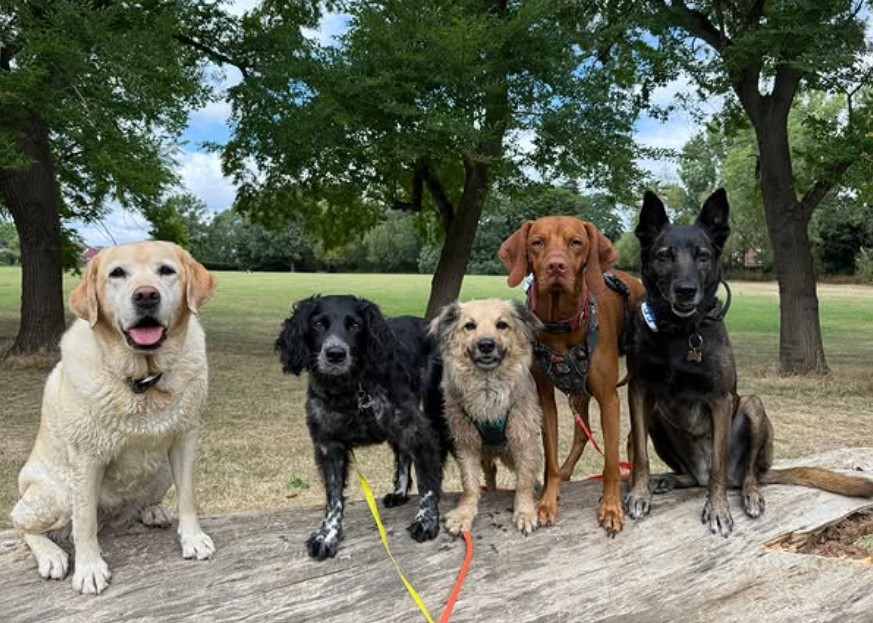 PinnerLocal's tweet image. Carlens Companions - Group Photo Millie (Spaniel) is getting more &amp;amp; more confident with group photos thanks to the help of Millie (Lab), Bertie, Dobby and Aria! Isn&apos;t she smashing it?!
carlenscaninesandcompanions.co.uk/contact
@PinnerAssociat @Pinner_Business @spoiltrottend0g  @chalkpr @dogmaduk