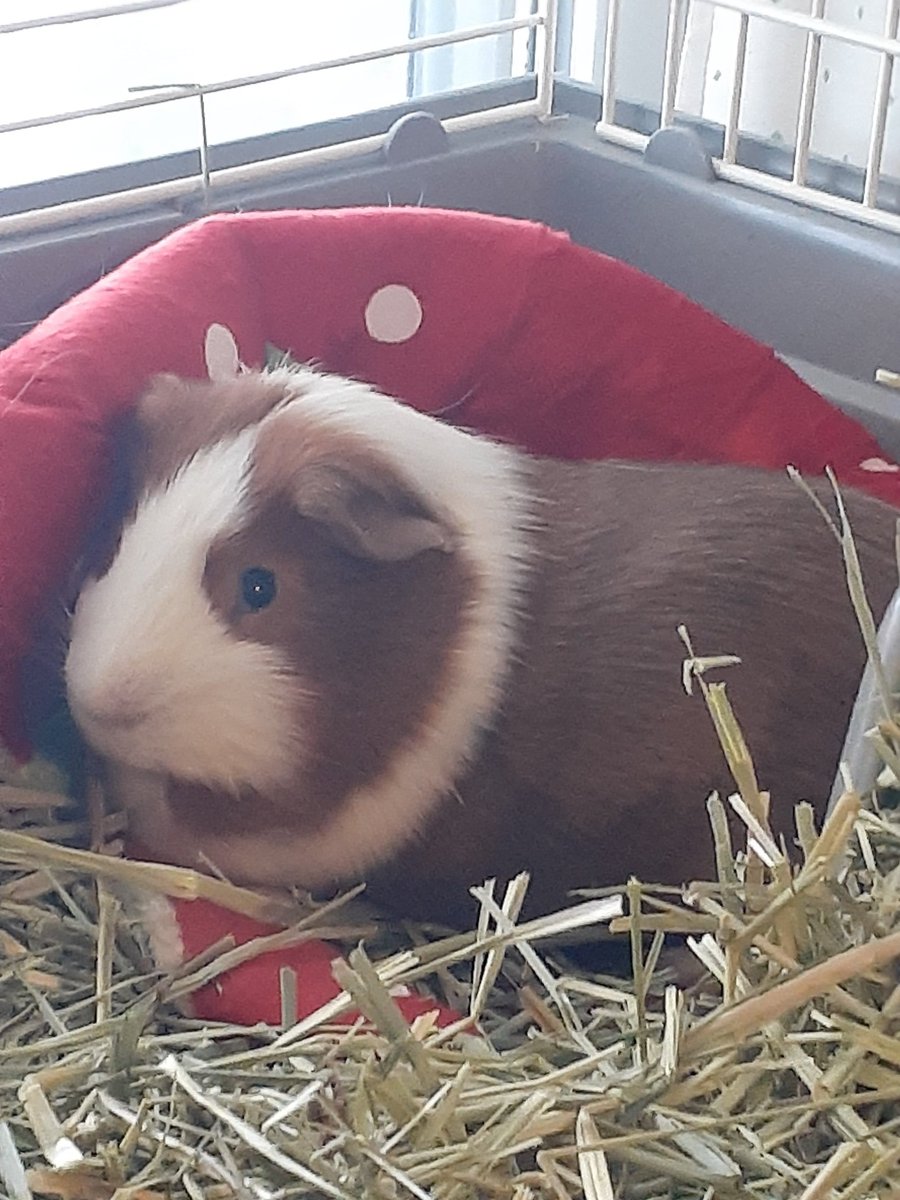 Umm Georgie...You're suppose to go inside of the strawberry to sleep not lay on top of it. Silly piggy!!! 🐹🍓😹 #Hedgewatch