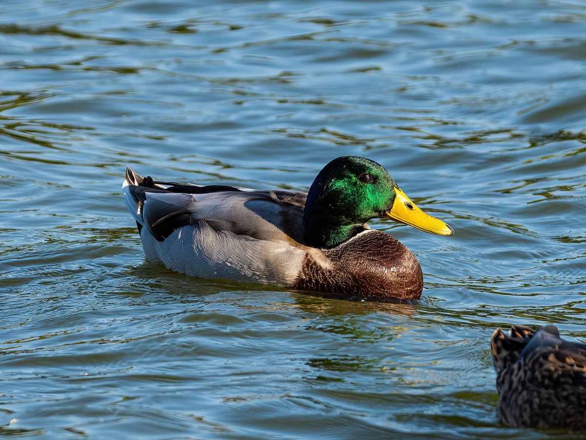 TheMagelk's tweet image. Mallard says good morning!!!!