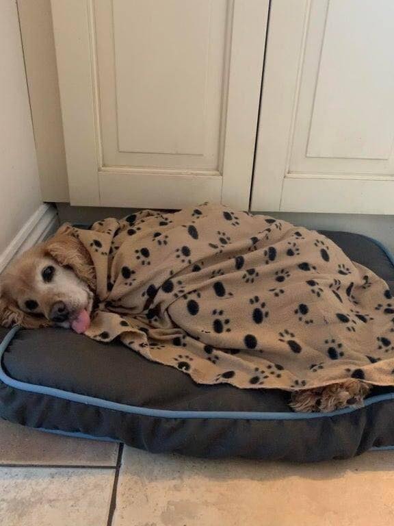 _XDogs's tweet photo. Angela will be 16 on march 5th, he was adopted last month, how many from you say hi 👋🏻 yo Angela ? https://t.co/KTsfnlIDAu