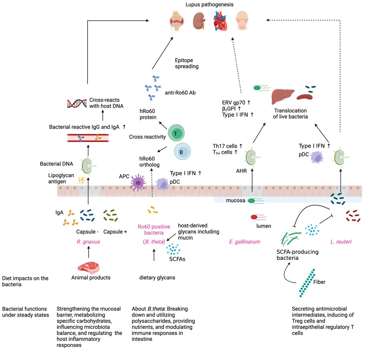 Micro_MDPI's tweet image. 🦠This paper focuses on exploring the connection between intestinal microbial disturbances (dysbiosis) and the immune dysregulation observed in systemic lupus erythematosus (SLE).
🔎Read more at: mdpi.com/2076-2607/13/3…
#lupus #autoimmunity #microbiota