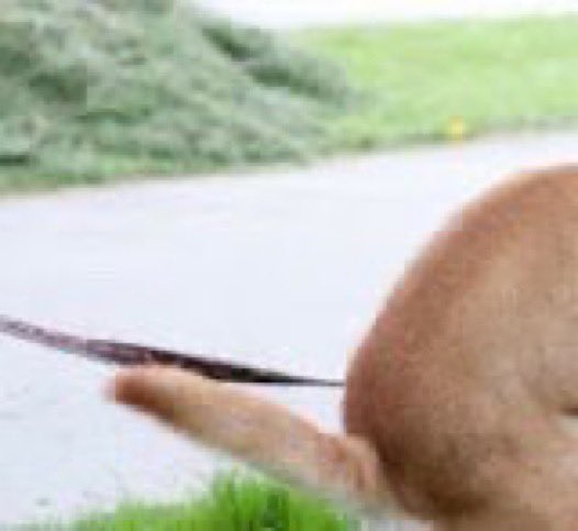 Phineas_Sol's tweet image. Took my dog for a walk.