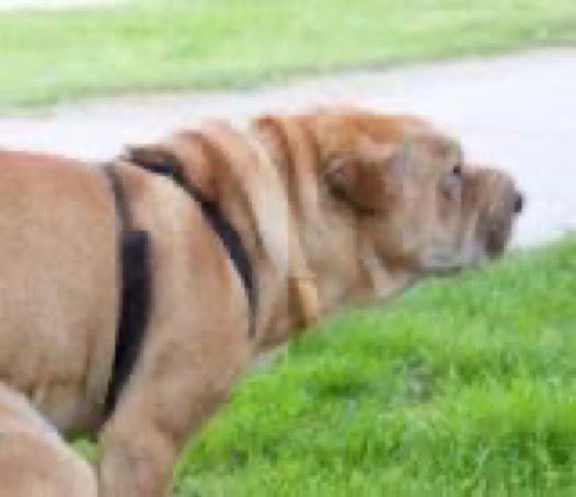 Phineas_Sol's tweet image. Took my dog for a walk.