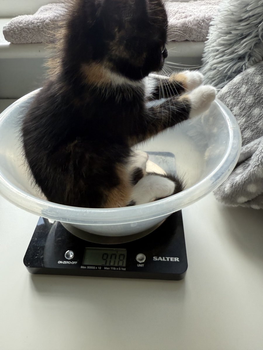 KittensCam's tweet photo. Edna’s feeling pretty proud of her weigh on today!! 900gs + 👏
#fairycatmother #catsofX #edna #ferlas #adoptdontshop #kittenCam #kittensofX #cats #kittens #cute #fosteringsaveslives #kittensofinstagram #catsofinstagram 🐾 https://t.co/tMin0ryRxO