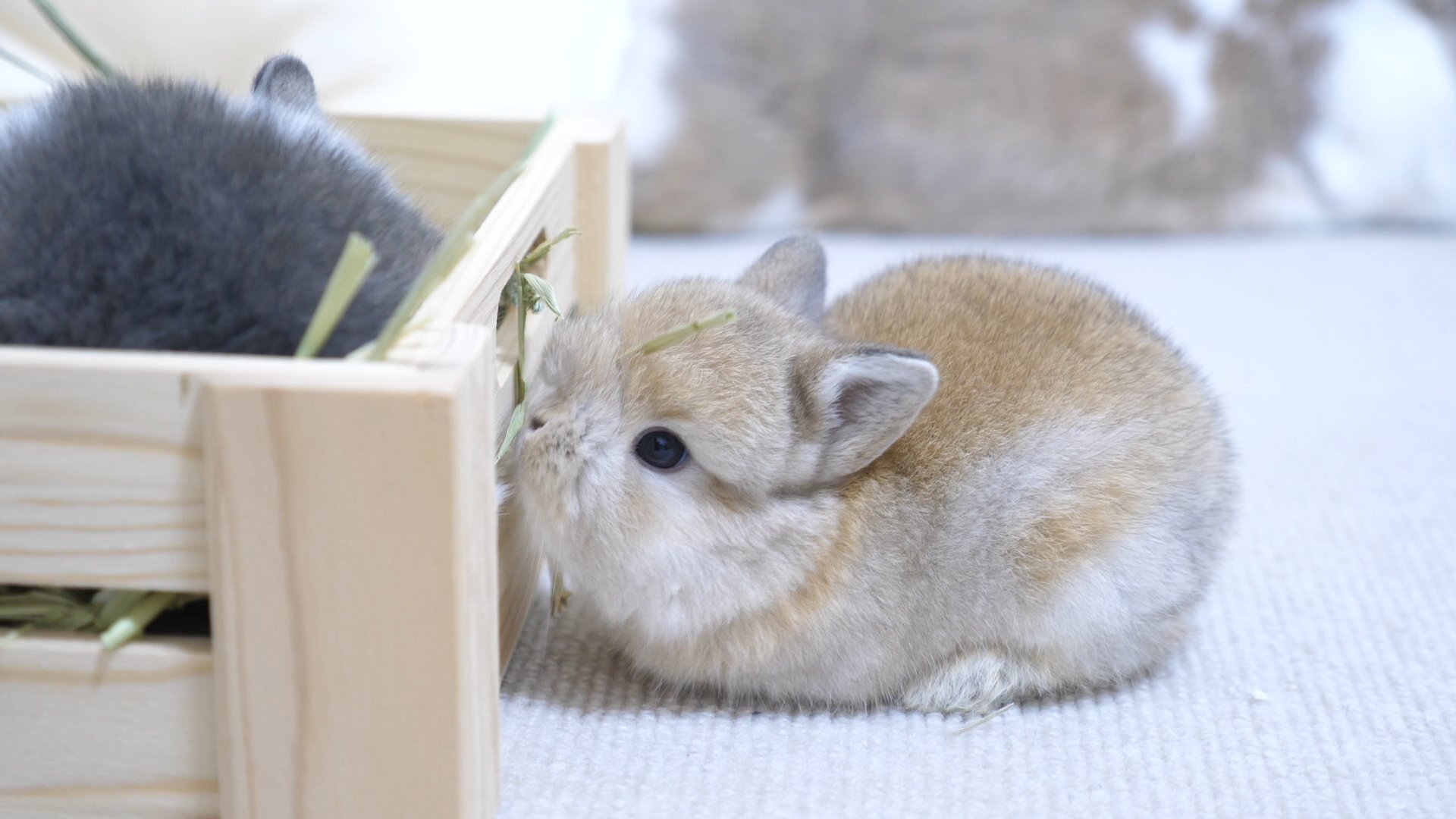 うさぎ村Ch on X: 