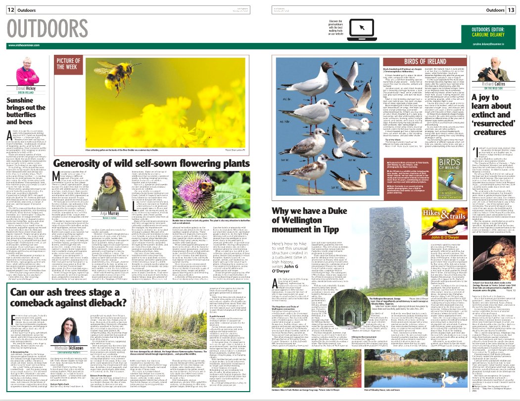 CarDelaney's tweet image. exa.mn/t7z
‣ self-seeding wild flowers
‣ Can ash trees come back from dieback?
‣ Why we have a Duke of Wellington monument in Tipp
‣ Butterflies fluttering by
‣ The Unnatural History of Animals by Martyn Linnie #BirdsofIreland — black-headed gull
📷 bumble bee