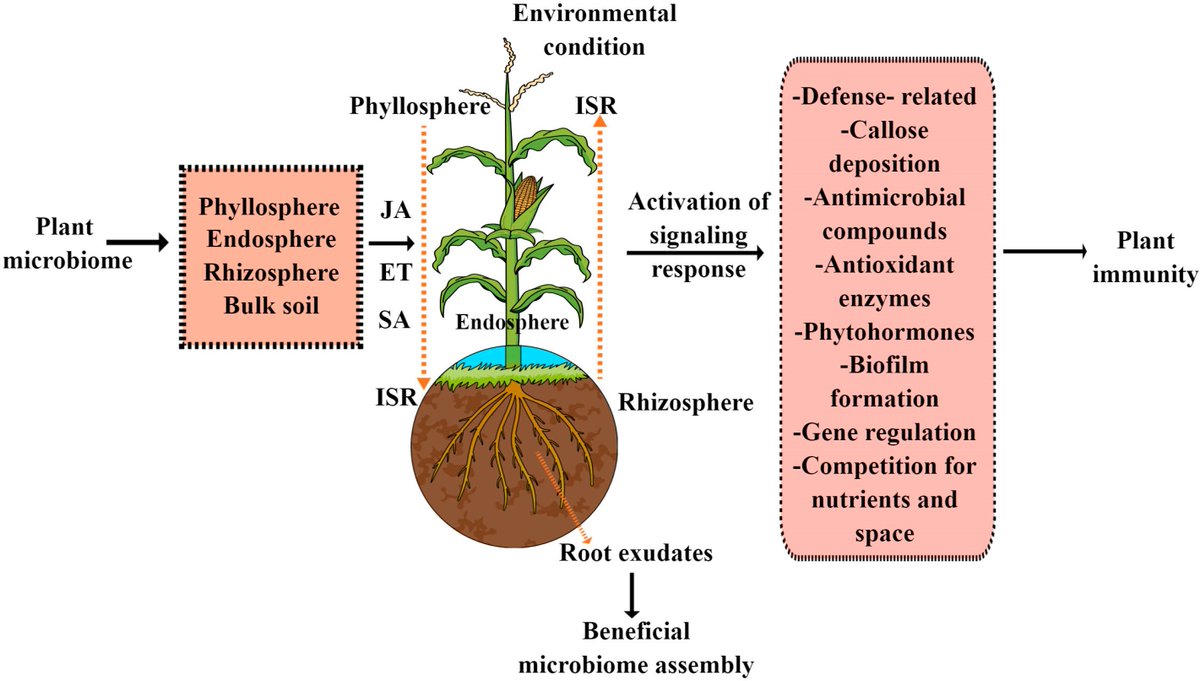 Micro_MDPI's tweet image. 🦠This paper focuses on the role of beneficial plant microbiomes in enhancing disease resistance and promoting sustainable agriculture.
🔎Read more at: mdpi.com/2076-2607/11/2…
#pathogen #immunity #microbiome
