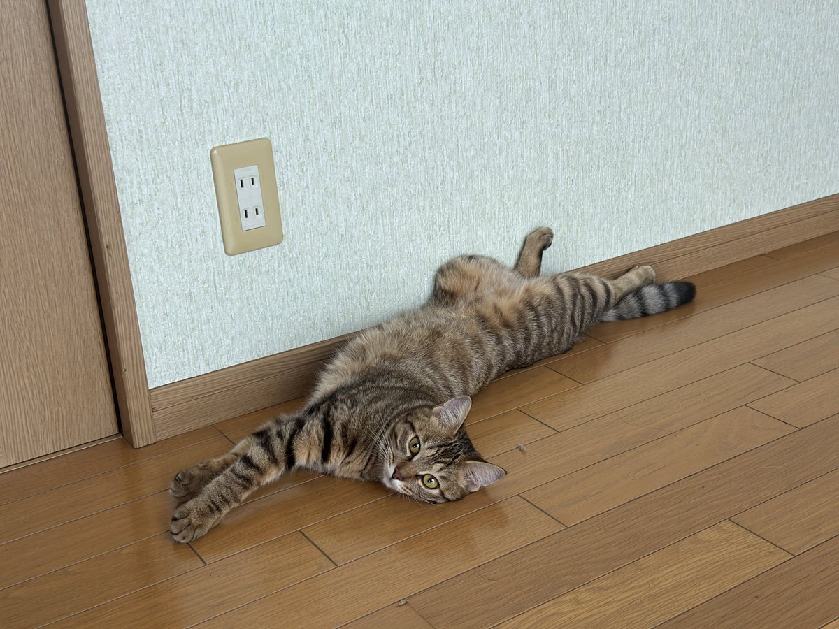 Zu0047's tweet image. 昨日ねこちが同じタイミングで同じ寝方してて
ねこの教育を見た😀😀😀😀
👈4歳児         10ヶ月児👉