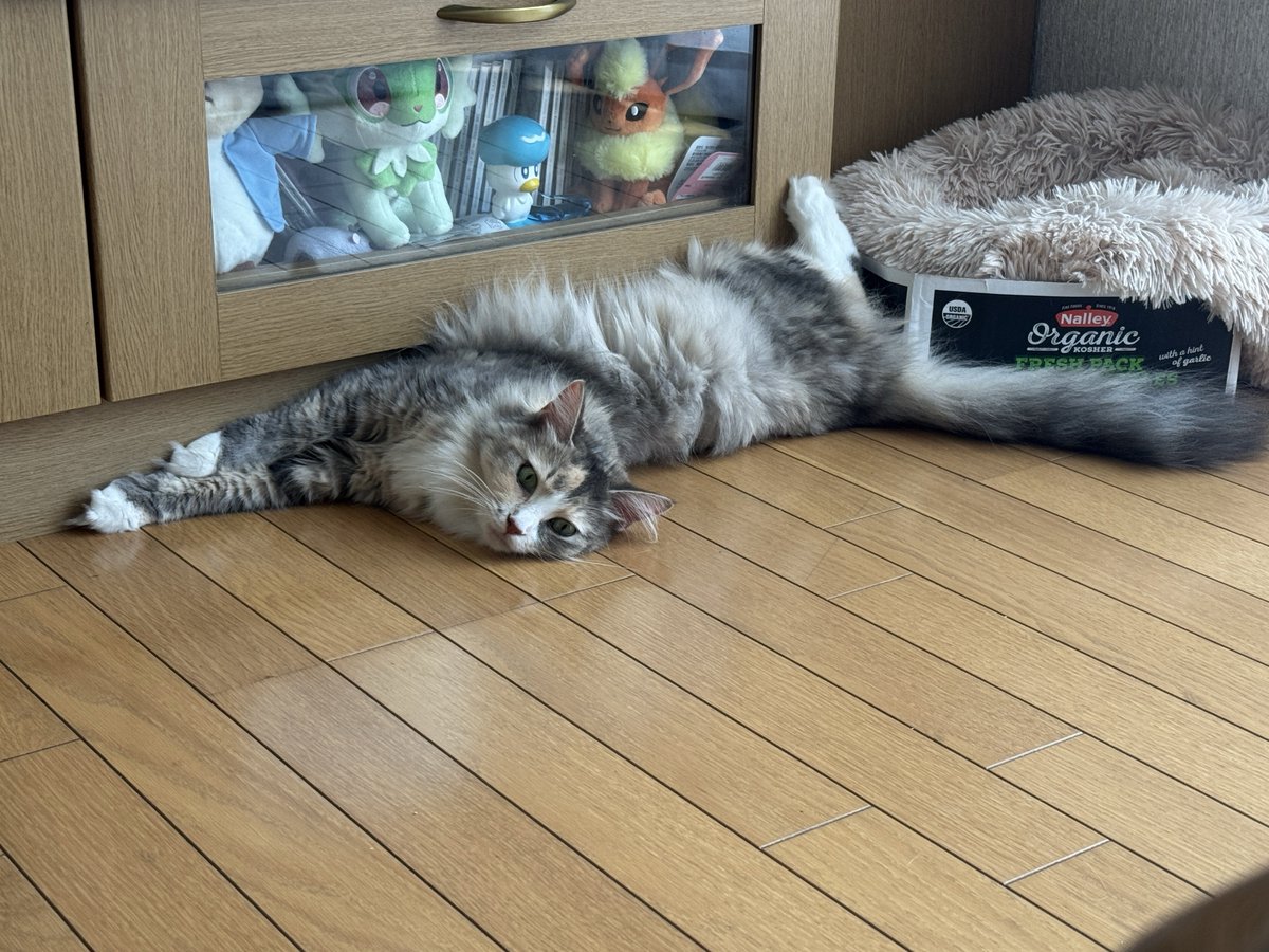 Zu0047's tweet image. 昨日ねこちが同じタイミングで同じ寝方してて
ねこの教育を見た😀😀😀😀
👈4歳児         10ヶ月児👉
