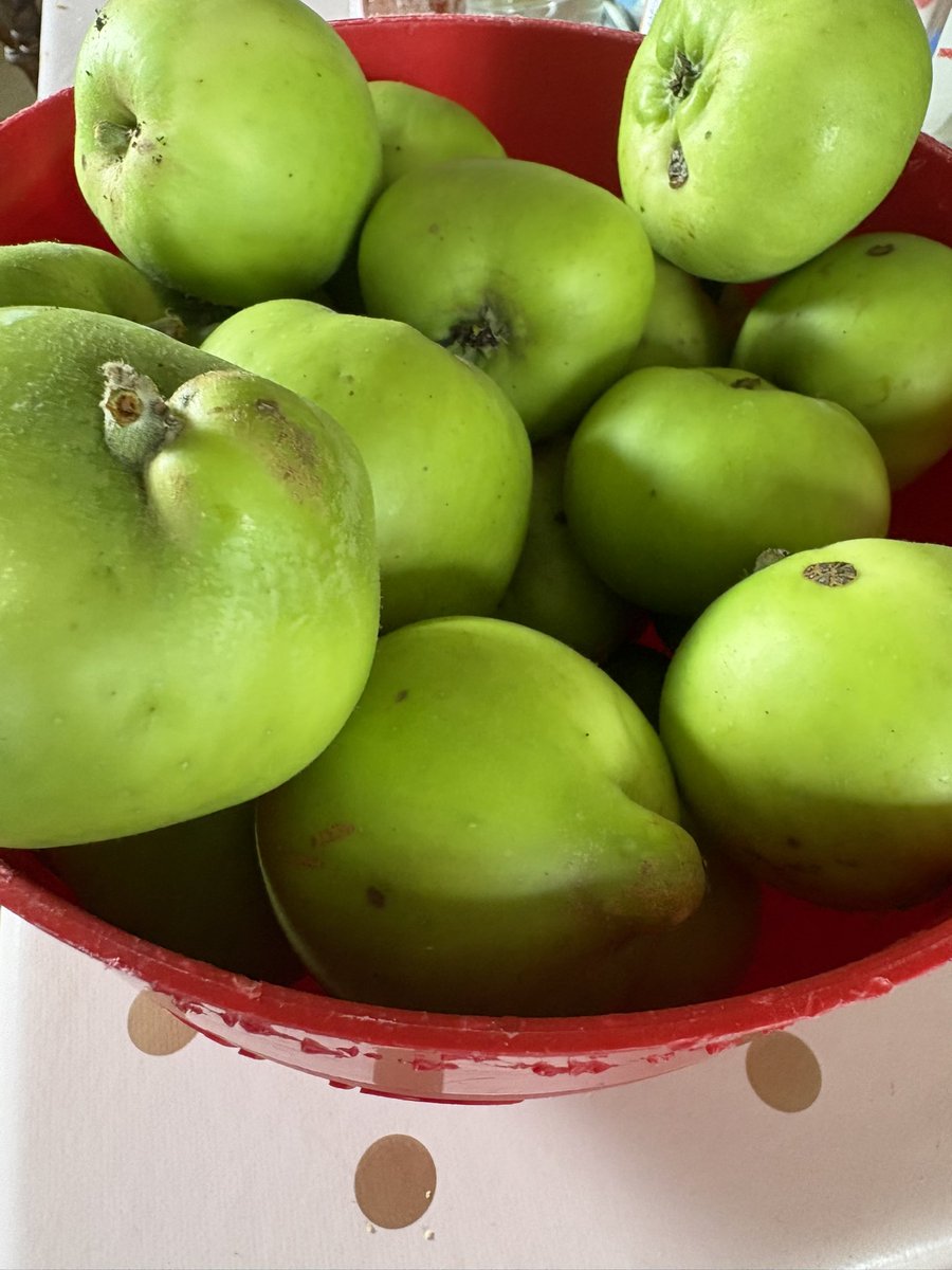 doogarry's tweet image. First crop of apples from the orchard. Stewed apple & custard for dessert later.