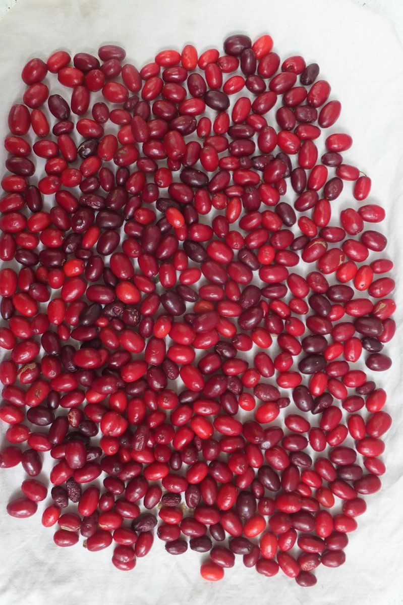 FlowerdewBob's tweet image. Cornelian cherries, Cornus mas, very productive tasty though tart make superb sorbet and jelly, currently just starting to colour -so have covered bramble row with a plastic sheet under tree where I lost much of the crop last year