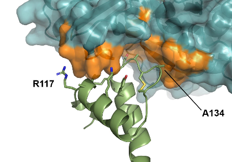 Rethink? 🤔Factros presumed to be exported as signal molecules turn out to function inside the cell, working with ER HSP70/Bip -  solid structural data for CDNF biorxiv.org/content/10.1... and MANF before nature.com/articles/s41...
biorxiv.org/content/10.110…