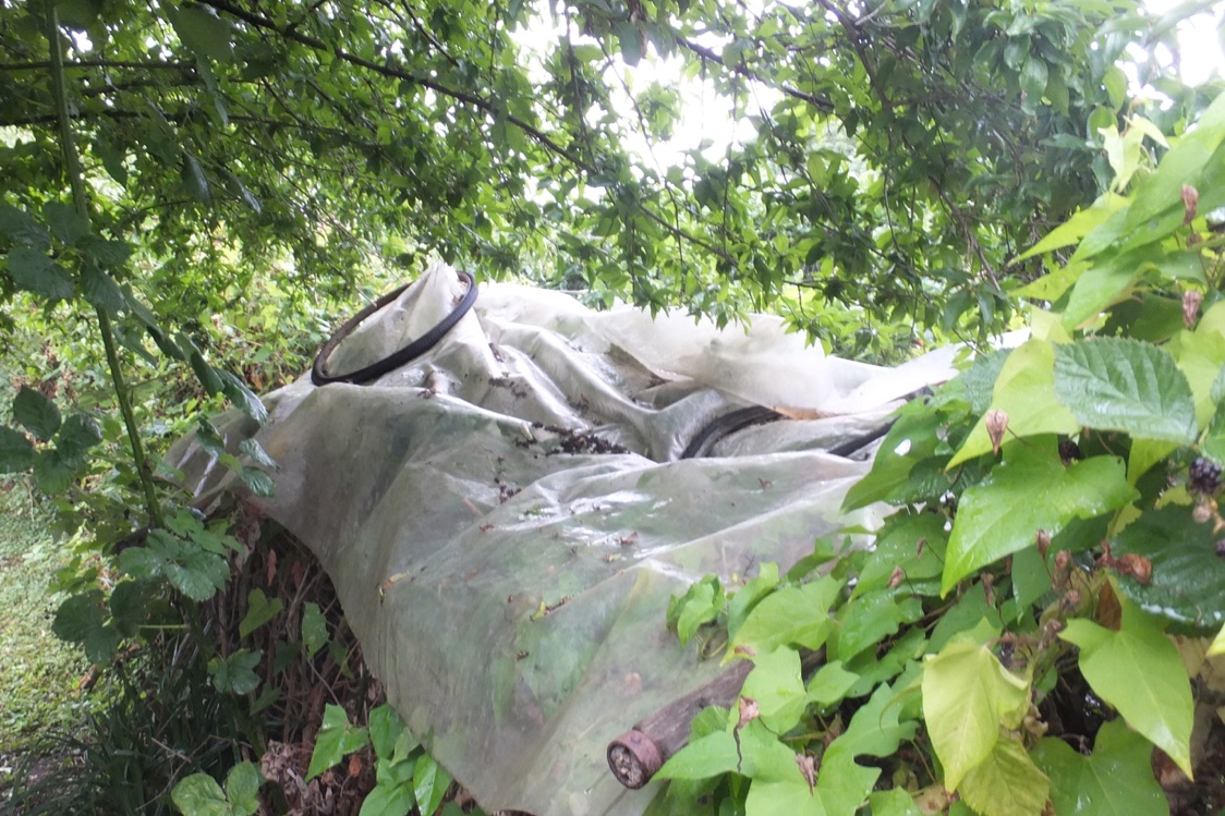 FlowerdewBob's tweet image. Cornelian cherries, Cornus mas, very productive tasty though tart make superb sorbet and jelly, currently just starting to colour -so have covered bramble row with a plastic sheet under tree where I lost much of the crop last year