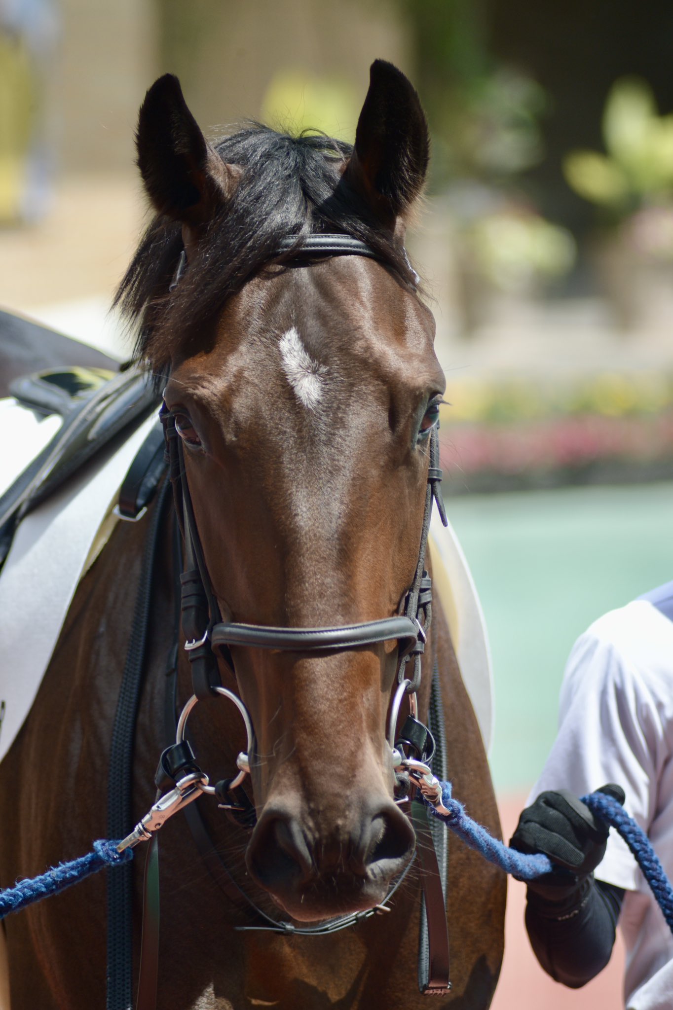 舞夢🐎🎀 on X: 