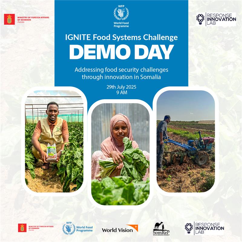 WFPSomalia's tweet image. 📢 We&apos;re going live tomorrow!

Join us Tuesday 29 July at 9:00 AM EAT for the IGNITE Food Systems Challenge Demo Day - celebrating bold ventures advancing Somalia’s food systems.
Meet the innovators driving local impact with smart and scalable solutions. 💡🇸🇴

Stay tuned!