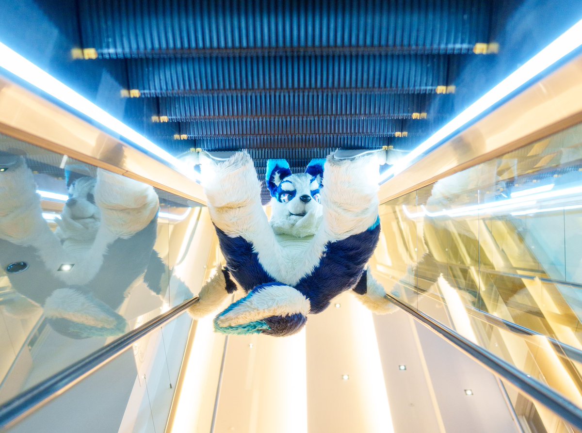 moonwolfen's tweet image. 🐕✨「逆さまに見える〜¿¿¿¿」
　　　景色上下颠倒了！

📷るんさん（@run_charizard ）
#UTFG2025