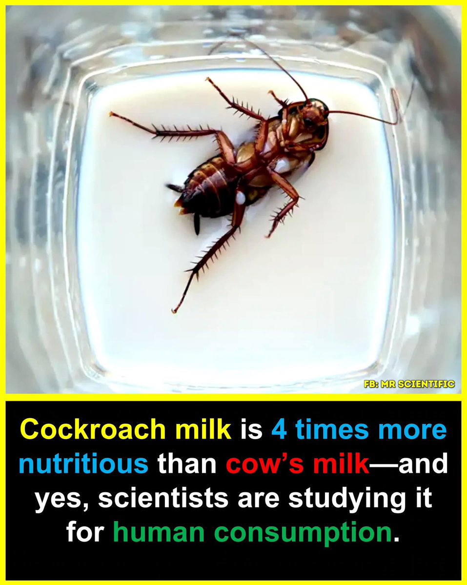 DOgbijo's tweet image. Yuck 🤮 
Cockroaches transmit leprosy please 😭😭