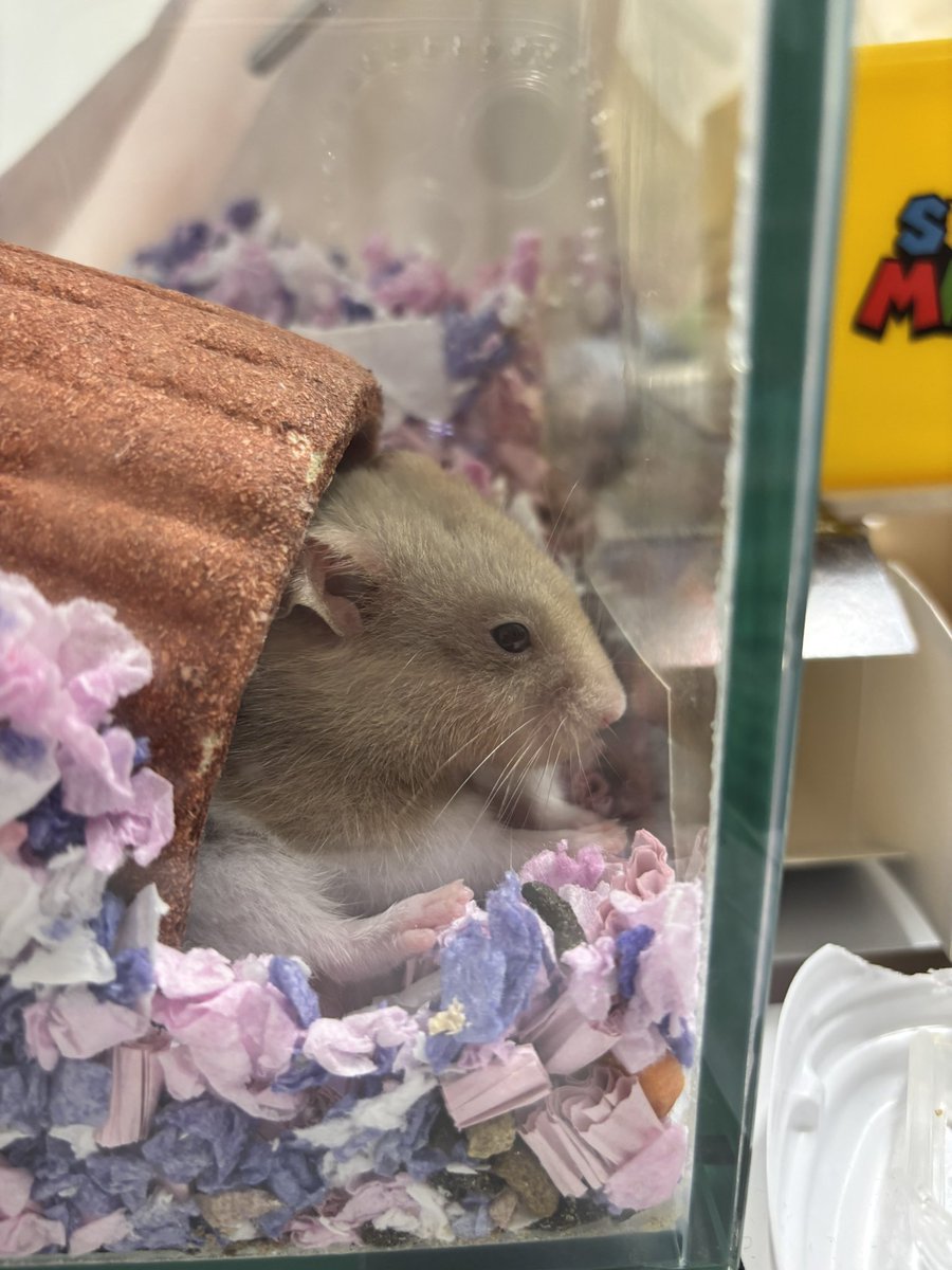 mochu0323's tweet image. 帰宅して覗いたらなんか怒ってた、おうち乾いたから返すよごめんて、、