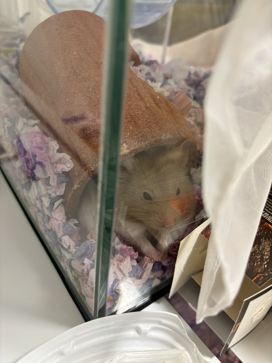 mochu0323's tweet image. 帰宅して覗いたらなんか怒ってた、おうち乾いたから返すよごめんて、、