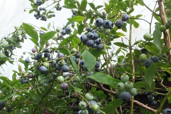 FlowerdewBob's tweet image. Bluecrop blueberry in old bath as my soil too alkaline, been covered with fine mesh vs birds so actually getting crop, picked over three pounds leaving more to come