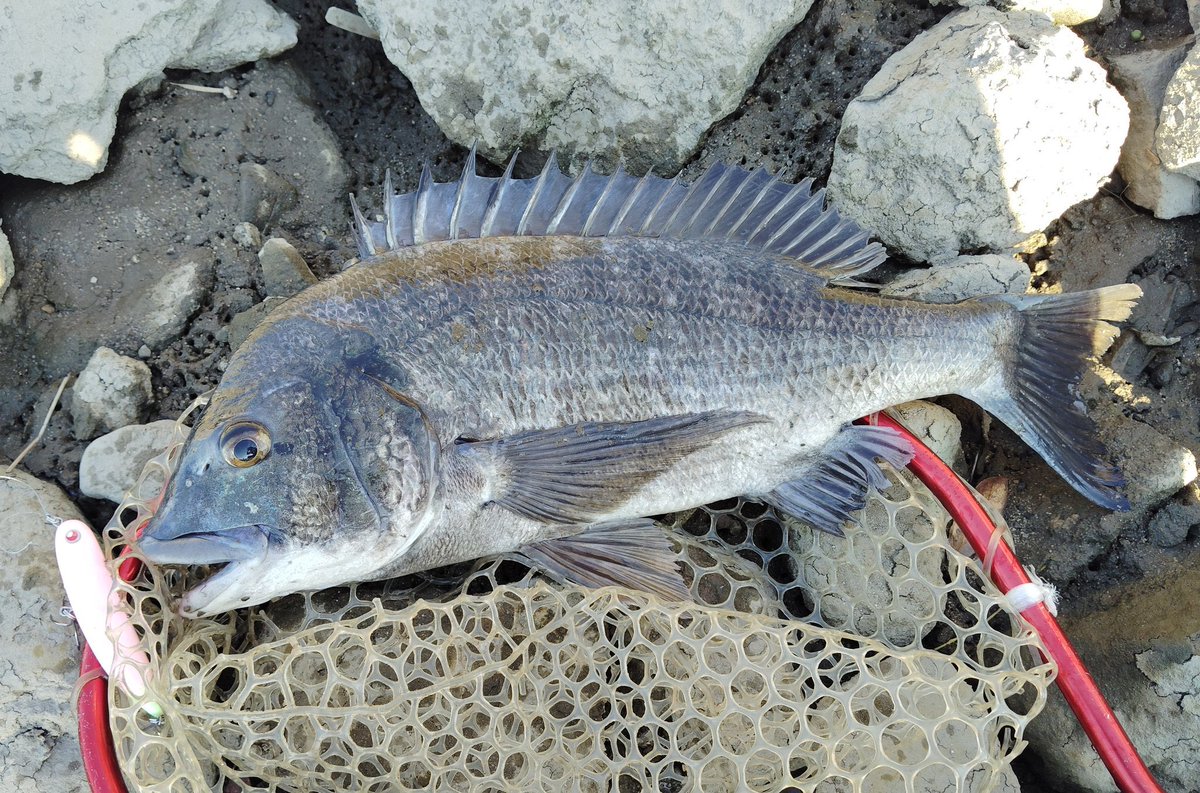 Pazdesign/パズデザイン 公式アカウント (@ZAP_Pazdesign) / X