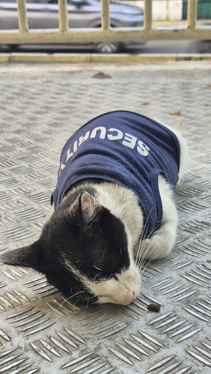 Kistopz's tweet image. Sudah resmi naik transjakarta halte jelambar karena sudah menemukan security yang satu ini