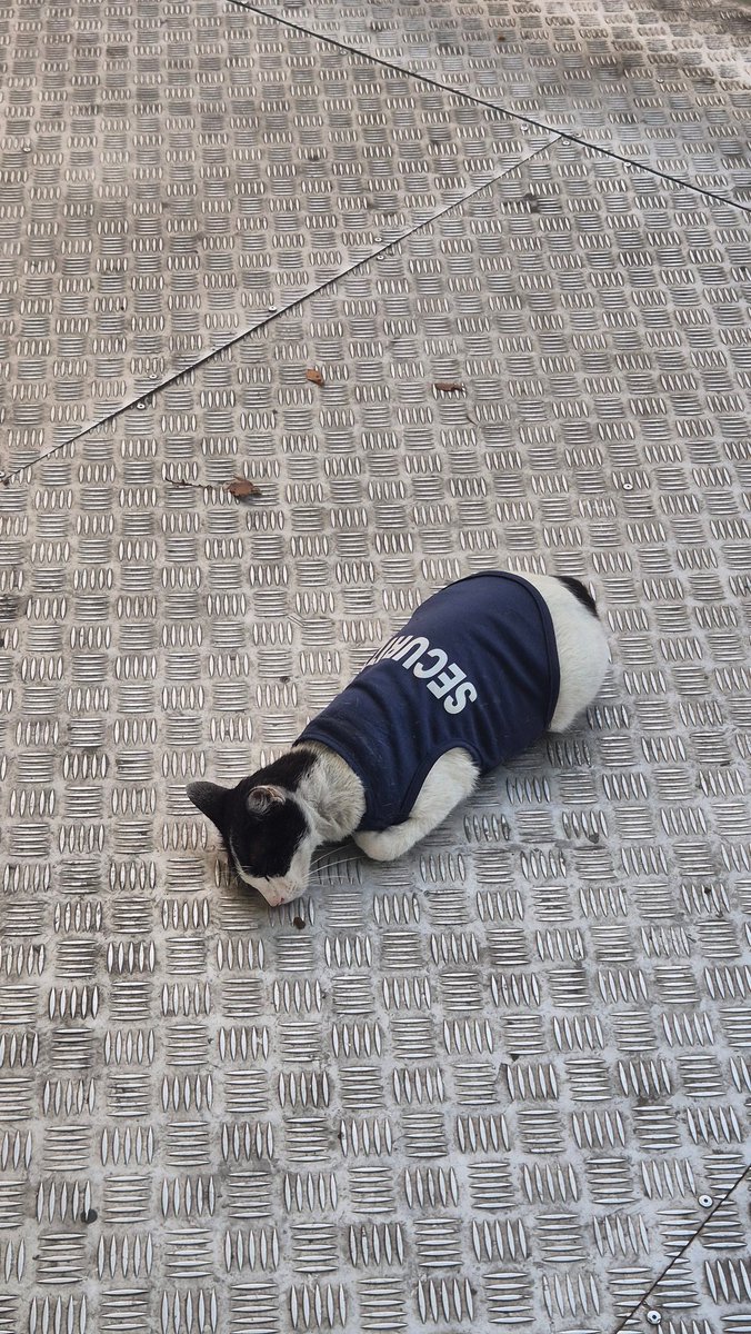 Kistopz's tweet image. Sudah resmi naik transjakarta halte jelambar karena sudah menemukan security yang satu ini