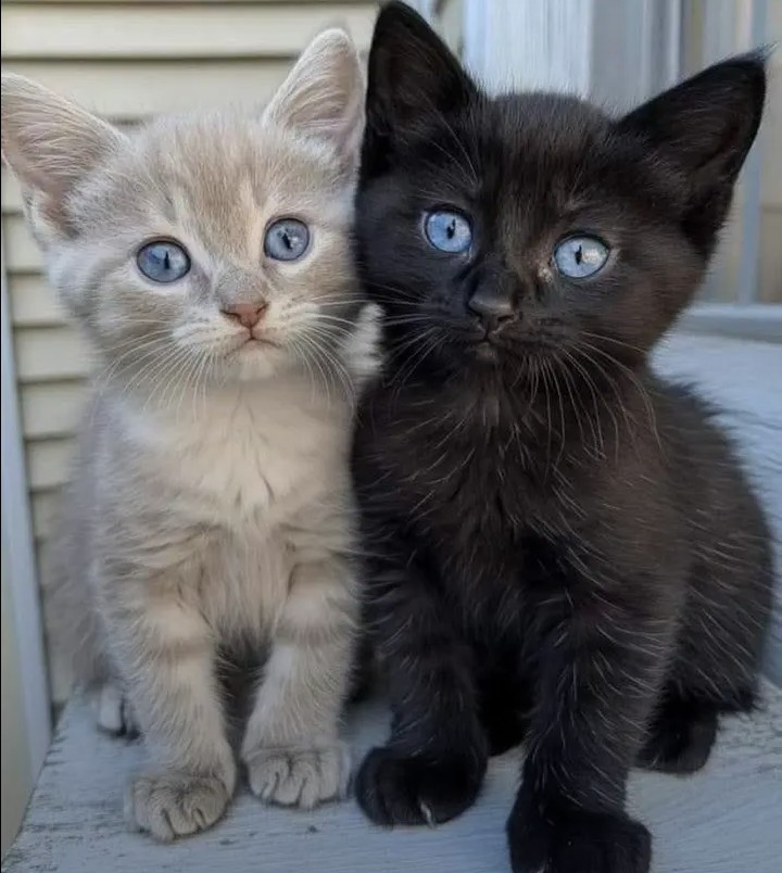 ElayneRasel's tweet image. 🖤🐈‍⬛🩵🤍🩵