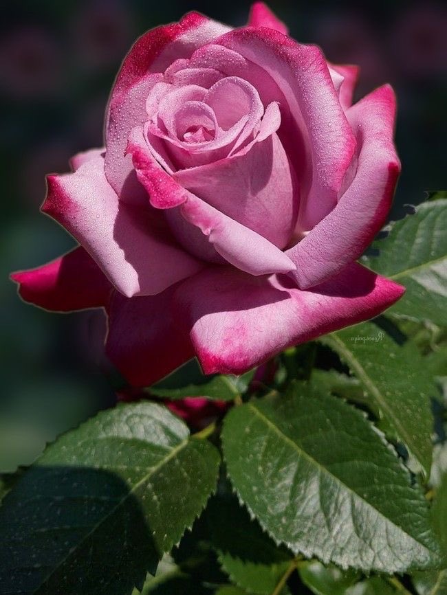SandZaraA's tweet image. Bel après-midi mes amis bisous et merci à tous