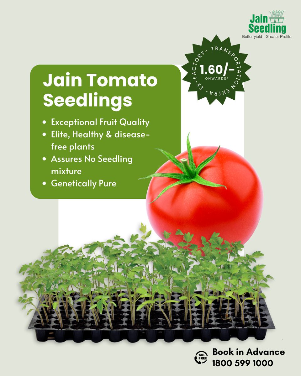 BetterYields_GreaterProfit (@jaintissuecrops) on Twitter photo 🍅 Jain Tomato Seedlings –
Healthy roots, uniform growth & better yield! 💪🌿
✅ Disease-free & field-ready
✅ Stronger plants = juicier tomatoes
✅ Bigger yields, bigger profits !
📞 Call now: 1800 599 1000 🍅 Jain Tomato Seedlings –
Healthy roots, uniform growth & better yield! 💪🌿
✅ Disease-free & field-ready
✅ Stronger plants = juicier tomatoes
✅ Bigger yields, bigger profits !
📞 Call now: 1800 599 1000