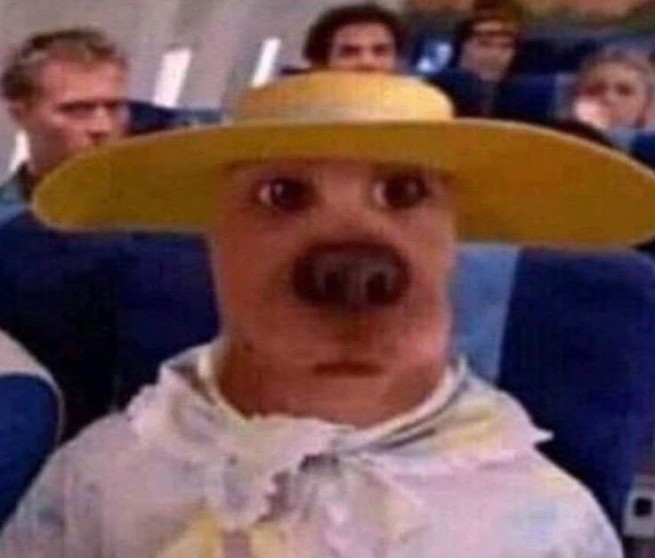 eumechamonando's tweet image. é muito difícil conseguir acompanhar em tempo real os reels e tiktoks que me mandam, tô fazendo maratona desde ontem