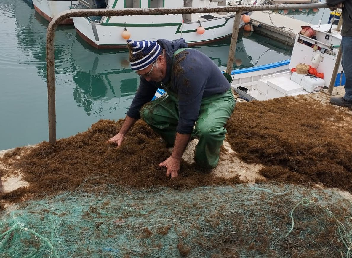 #EspeciesInvasoras | El sector andaluz lamenta "no haber sido consultado" por la Junta en el Plan de gestión frente al alga Rugulopteryx okamurae

🔹 #Fenapa y <a href="/Opp72Pesca/">OPP72</a> consideran que el plan no tiene en cuenta el impacto del alga en la pesca

buff.ly/h15jLK3