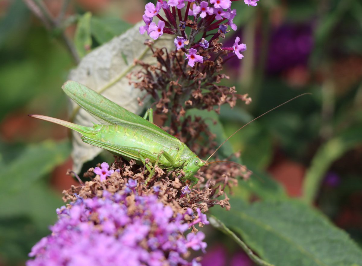 Een #grote_groene_sabelsprinkhaan op het erf. Maar liefst 8 cm lang met ook nog eens voelsprieten van dezelfde lengte. Het favoriete menu bestaat uit vliegen, rupsen en larven. 

#insectenopdeboerderij🐄🦋
#sprinkhaan 🦗