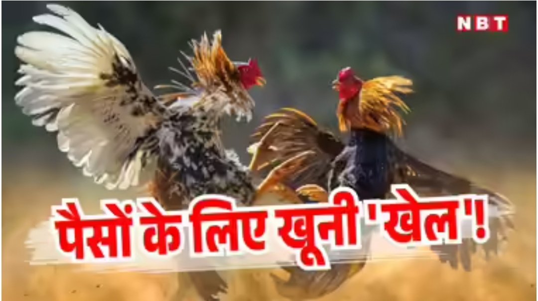 दरबारी मीडिया 
सरकारी मीडिया! 
फ़ालतू ख़बरों की
व्यापारी मीडिया!! 
आकाओं का दिल
बहलाने के लिए!
मुर्गों में कराती 
मारा-मारी मीडिया!!
#हिंदू_मुस्लिम #मंदिर_मस्जिद 
#भारत_पाकिस्तान #पत्रकार 
#गोदी_मीडिया #GodiMedia