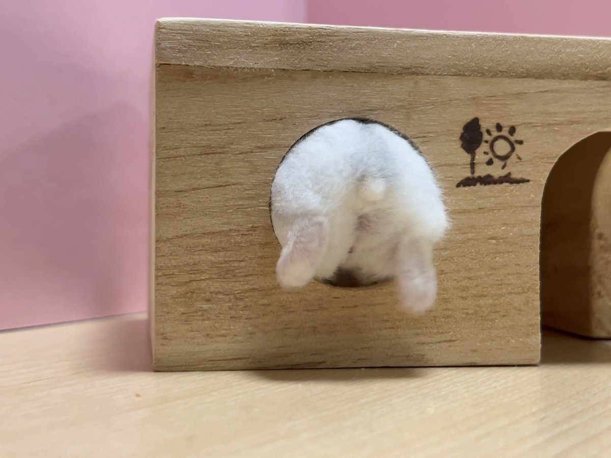 toro303606's tweet image. あまりにも暑いから、雪見だいふくに見えてきた

 #ハムけつ曜日 #ハムスター